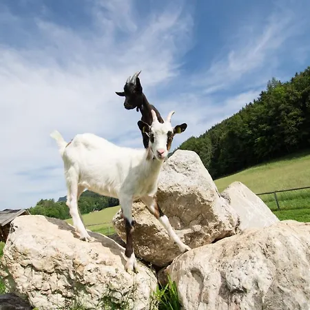 Bed & Breakfast Hauslhof *