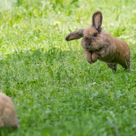 Hauslhof Bed & Breakfast