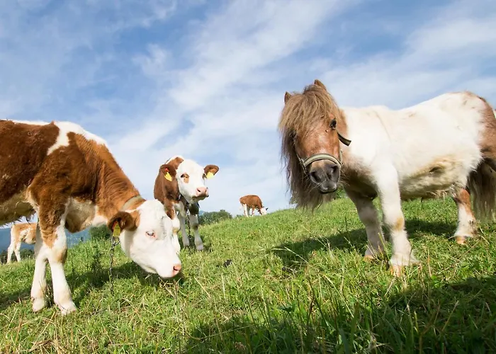 Bed and Breakfast Hauslhof