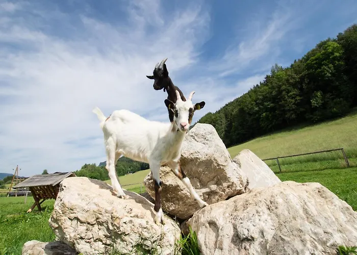 Bed and Breakfast Hauslhof *