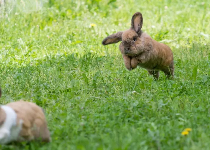 Hauslhof Bed and breakfast