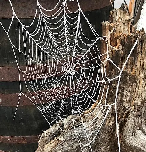 Hauslhof Bed & Breakfast